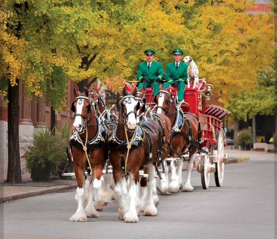 Clydesdales3