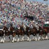 Clydesdales10