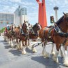 Clydesdales4