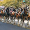 Clydesdales9