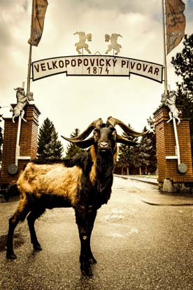 AB InBev Efes начинает производство Velkopopovický Kozel в Украине